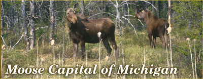 Moose Capital, Upper Michigan Moose, Moose